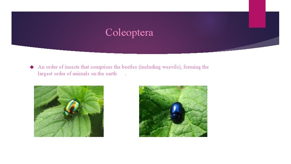 Coleoptera An order of insects that comprises the beetles (including weevils), forming the largest