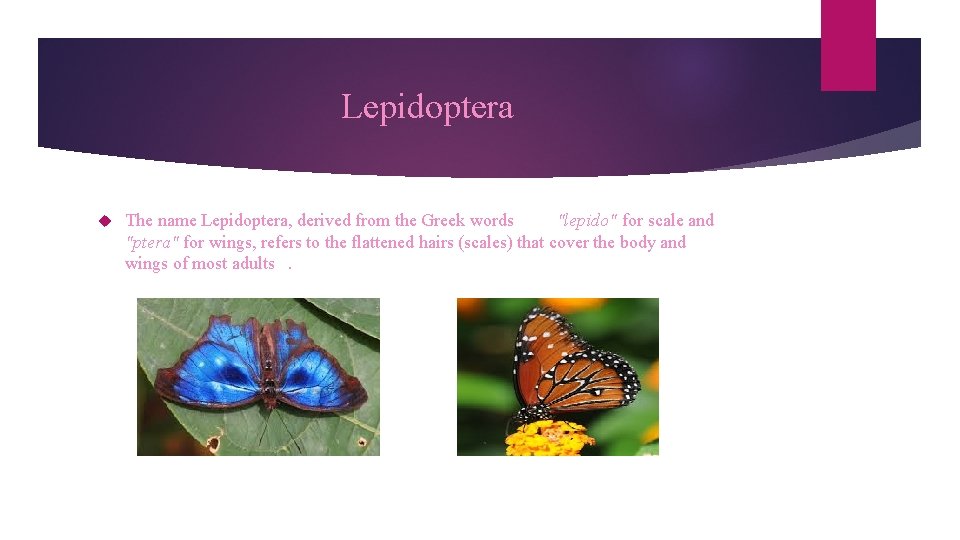 Lepidoptera The name Lepidoptera, derived from the Greek words "lepido" for scale and "ptera"