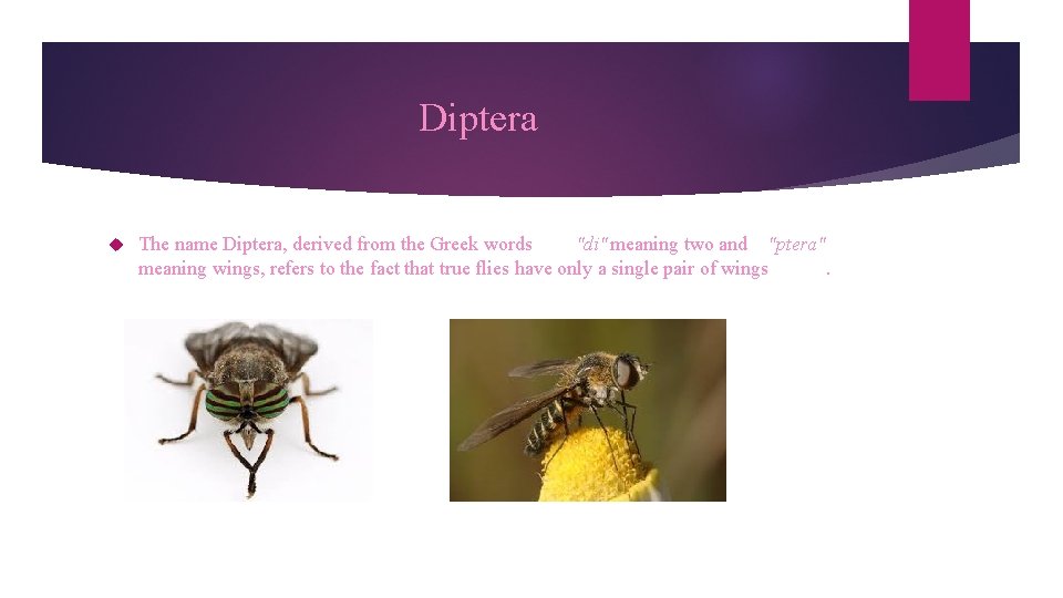 Diptera The name Diptera, derived from the Greek words "di" meaning two and "ptera"