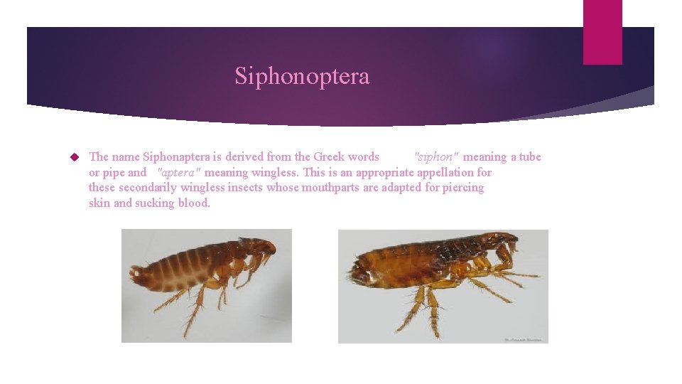 Siphonoptera The name Siphonaptera is derived from the Greek words "siphon" meaning a tube