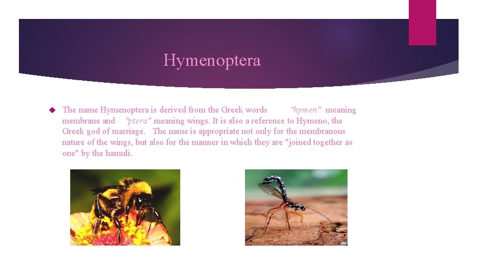 Hymenoptera The name Hymenoptera is derived from the Greek words "hymen" meaning membrane and