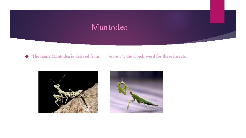Mantodea The name Mantodea is derived from "mantis" , the Greek word for these