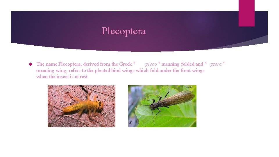 Plecoptera The name Plecoptera, derived from the Greek " pleco " meaning folded and
