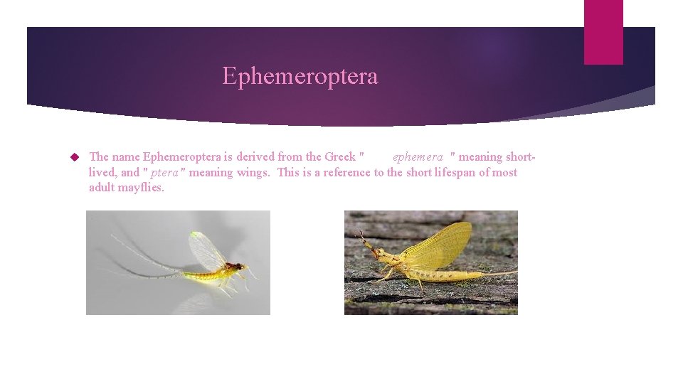 Ephemeroptera The name Ephemeroptera is derived from the Greek " ephemera " meaning shortlived,