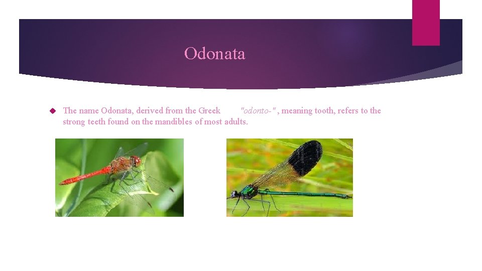Odonata The name Odonata, derived from the Greek "odonto-" , meaning tooth, refers to