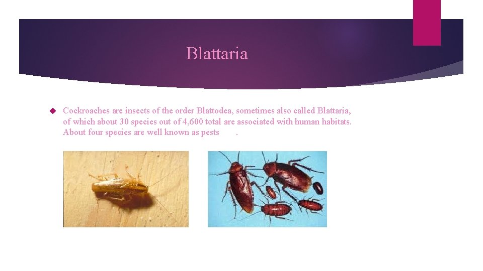 Blattaria Cockroaches are insects of the order Blattodea, sometimes also called Blattaria, of which
