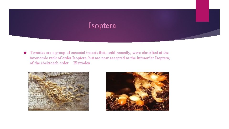 Isoptera Termites are a group of eusocial insects that, until recently, were classified at