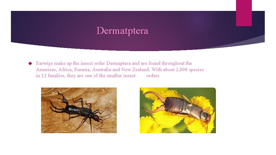 Dermatptera Earwigs make up the insect order Dermaptera and are found throughout the Americas,