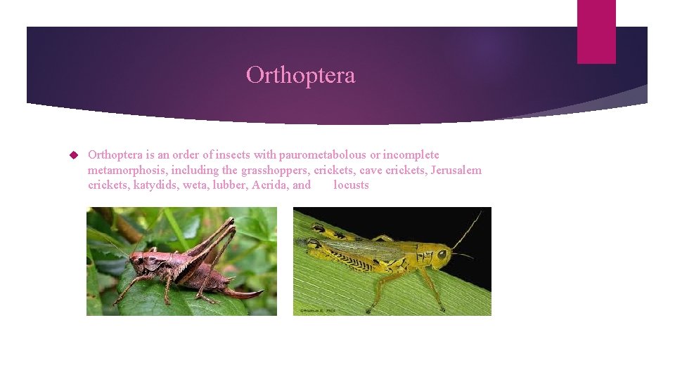 Orthoptera is an order of insects with paurometabolous or incomplete metamorphosis, including the grasshoppers,