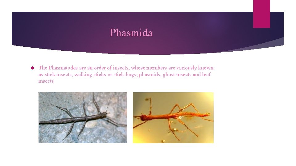 Phasmida The Phasmatodea are an order of insects, whose members are variously known as