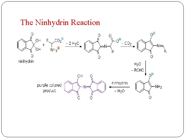 The Ninhydrin Reaction 
