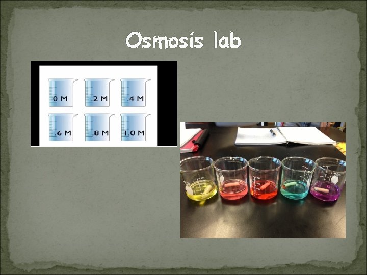 Osmosis lab 