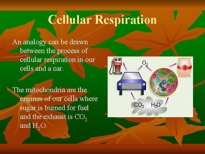 Cellular Respiration An analogy can be drawn between the process of cellular respiration in
