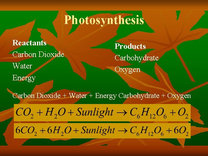 Photosynthesis Reactants Carbon Dioxide Water Energy Products Carbohydrate Oxygen Carbon Dioxide + Water +
