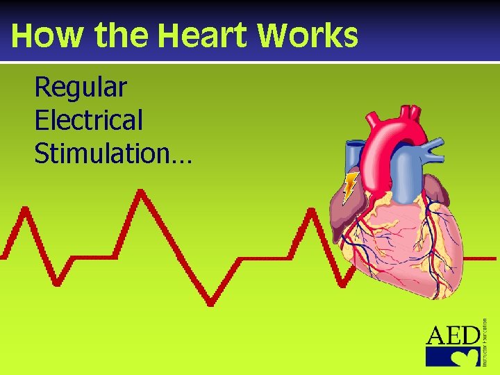 How the Heart Works Regular Electrical Stimulation… 