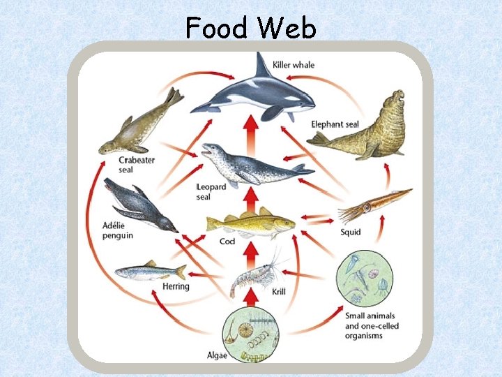 Food Web 
