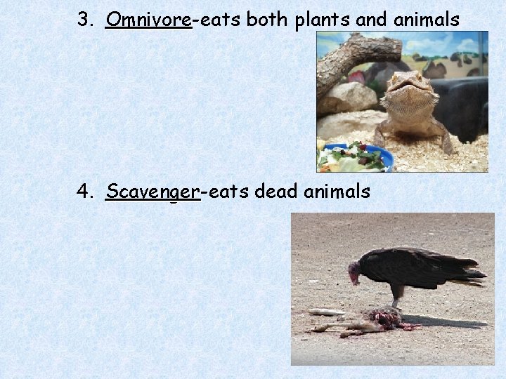 3. Omnivore-eats both plants and animals Omnivore 4. Scavenger-eats dead animals Scavenger 
