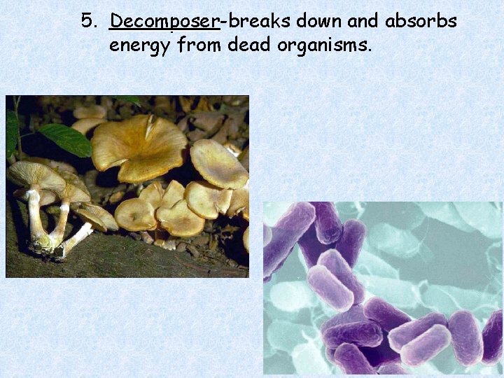 5. Decomposer-breaks down and absorbs Decomposer energy from dead organisms. 