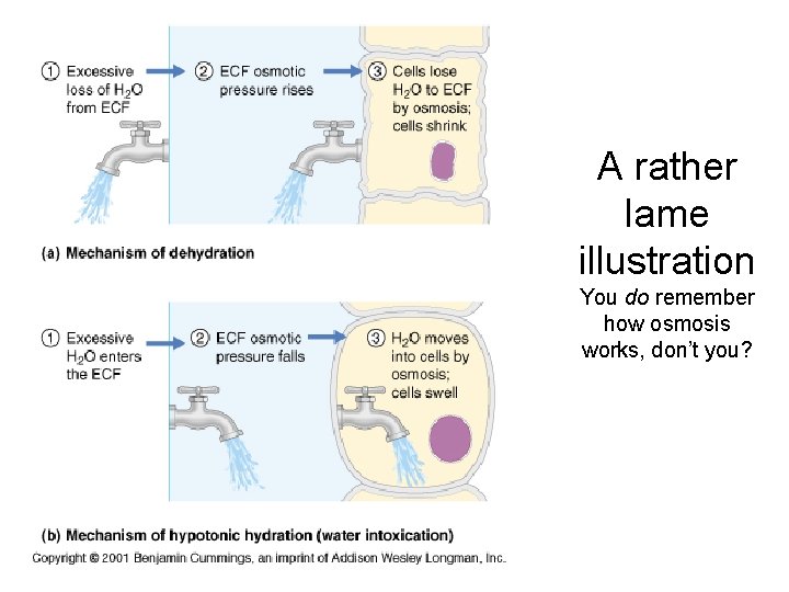 A rather lame illustration You do remember how osmosis works, don’t you? 