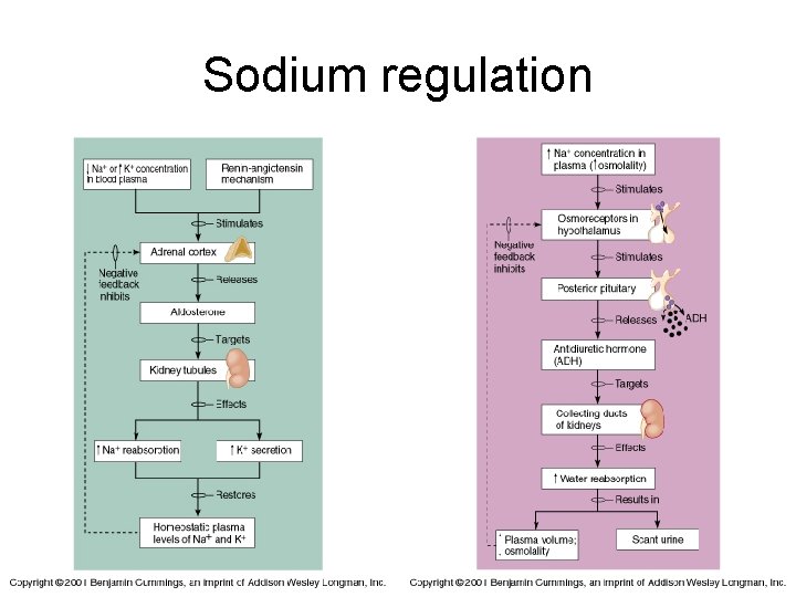 Sodium regulation 