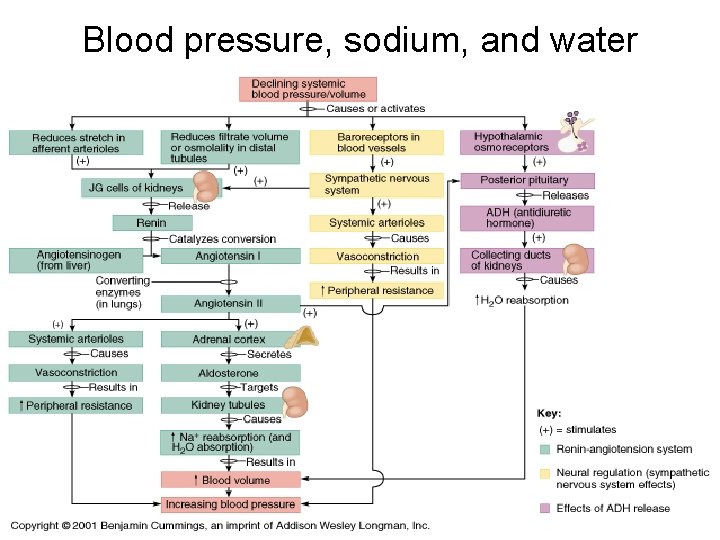 Blood pressure, sodium, and water 