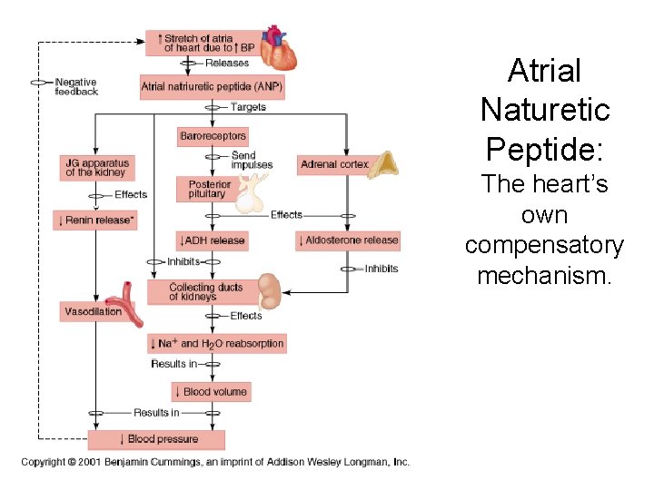 Atrial Naturetic Peptide: The heart’s own compensatory mechanism. 