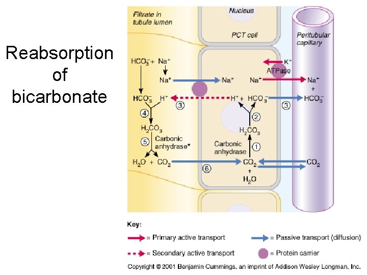 Reabsorption of bicarbonate 