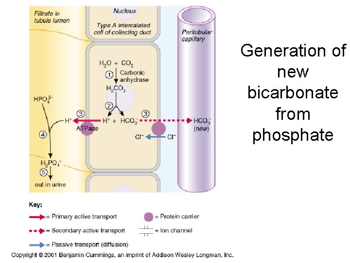 Generation of new bicarbonate from phosphate 