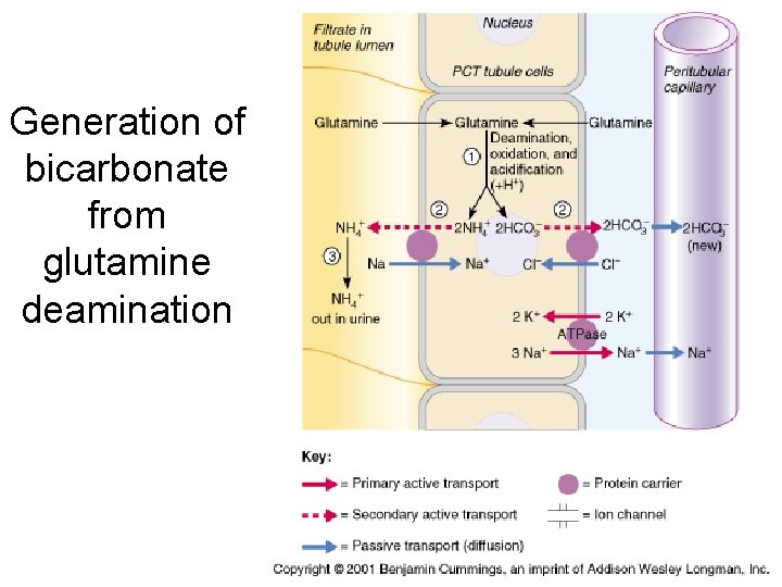 Generation of bicarbonate from glutamine deamination 