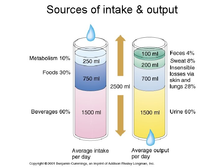 Sources of intake & output 