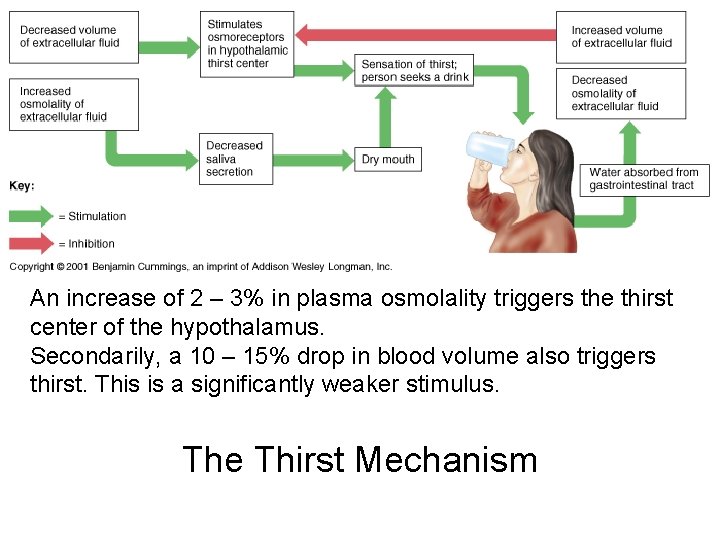 An increase of 2 – 3% in plasma osmolality triggers the thirst center of