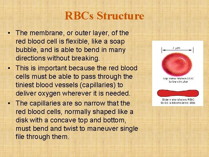 RBCs Structure • The membrane, or outer layer, of the red blood cell is