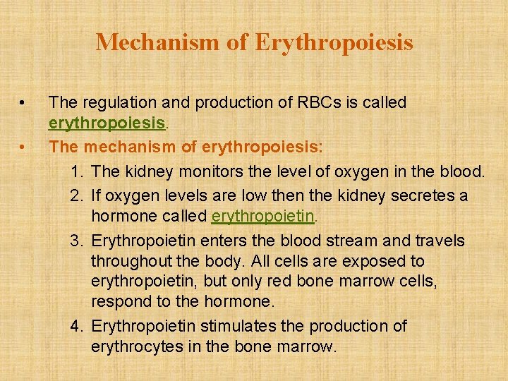 Mechanism of Erythropoiesis • • The regulation and production of RBCs is called erythropoiesis.