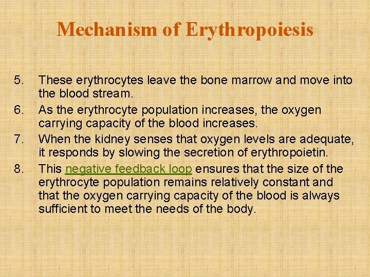 Mechanism of Erythropoiesis 5. 6. 7. 8. These erythrocytes leave the bone marrow and