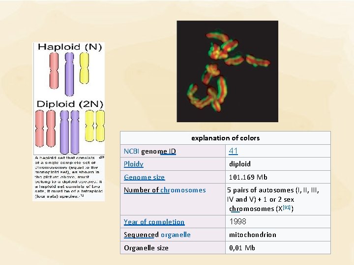 explanation of colors NCBI genome ID 41 Ploidy diploid Genome size 101. 169 Mb