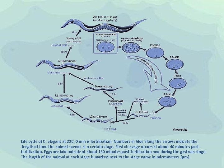 Life cycle of C. elegans at 22 C. 0 min is fertilization. Numbers in