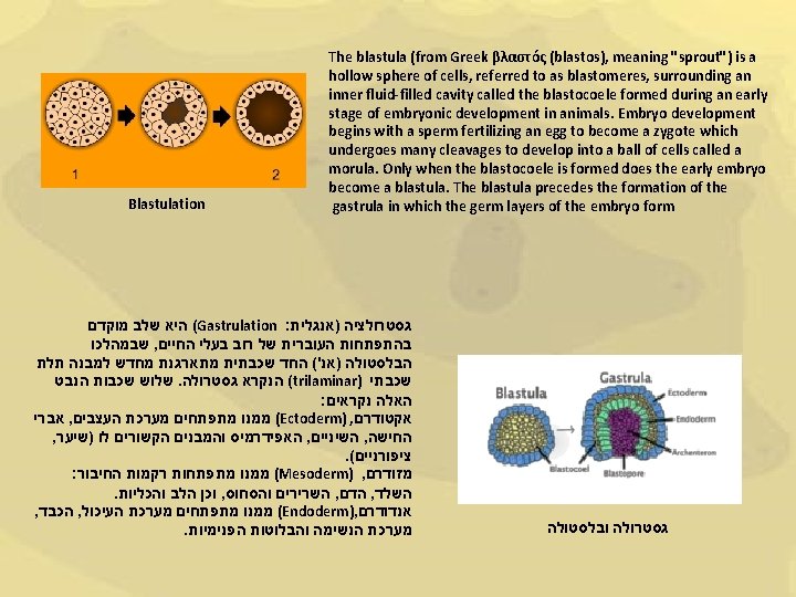 Blastulation The blastula (from Greek βλαστός (blastos), meaning "sprout") is a hollow sphere of