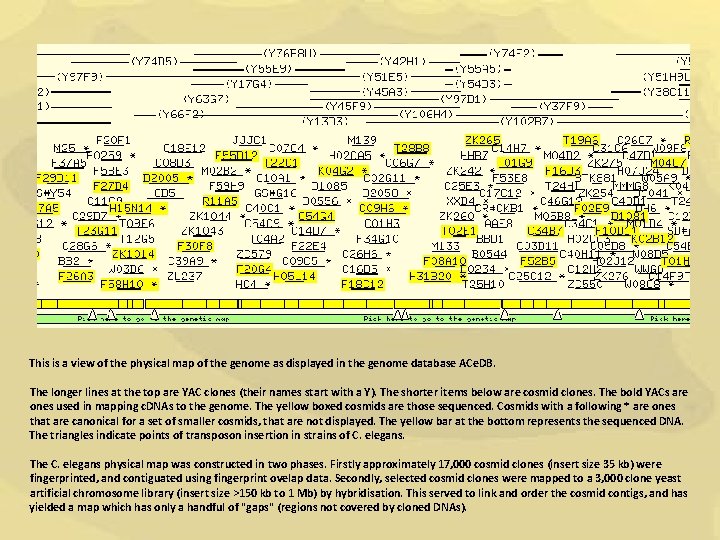 This is a view of the physical map of the genome as displayed in