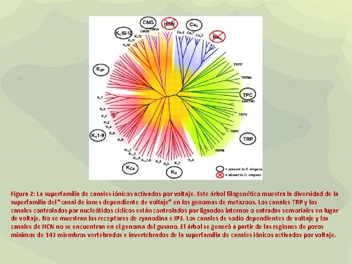 Figura 2: La superfamilia de canales iónicos activados por voltaje. Este árbol filogenético muestra