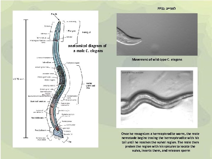 PPS לצפייה ב anatomical diagram of a male C. elegans Movement of wild-type C.