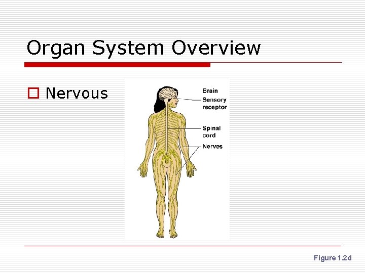 Organ System Overview o Nervous Figure 1. 2 d 