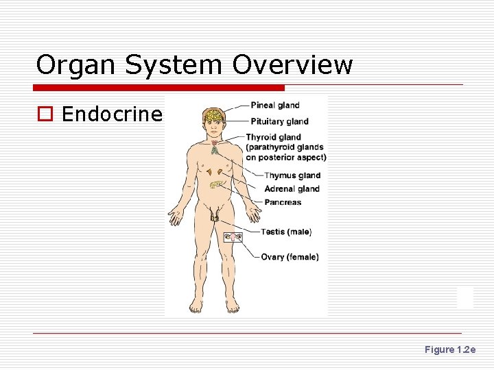 Organ System Overview o Endocrine Figure 1. 2 e 