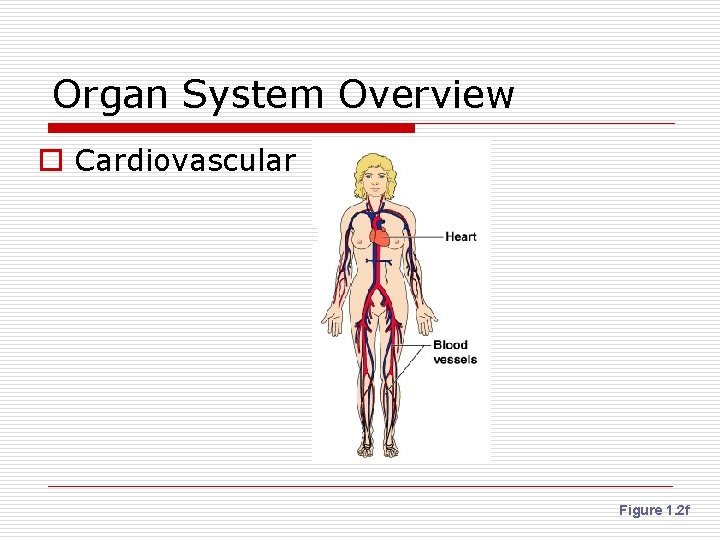 Organ System Overview o Cardiovascular Figure 1. 2 f 