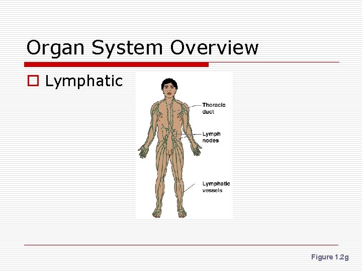 Organ System Overview o Lymphatic Figure 1. 2 g 