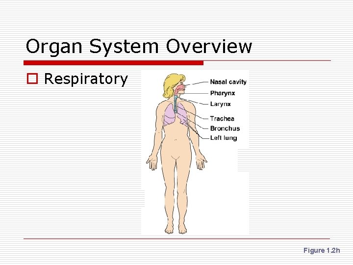 Organ System Overview o Respiratory Figure 1. 2 h 