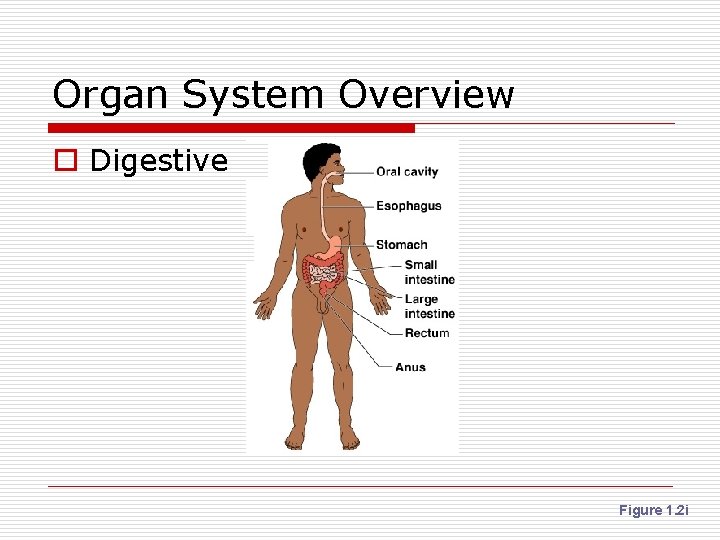 Organ System Overview o Digestive Figure 1. 2 i 