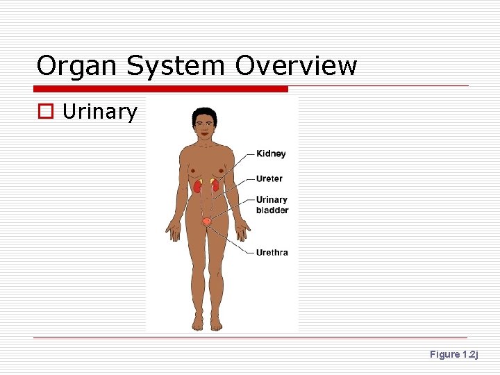 Organ System Overview o Urinary Figure 1. 2 j 