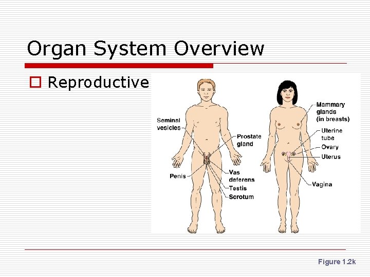 Organ System Overview o Reproductive Figure 1. 2 k 