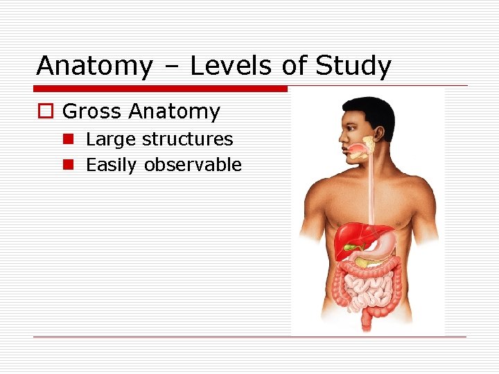 Anatomy – Levels of Study o Gross Anatomy n Large structures n Easily observable