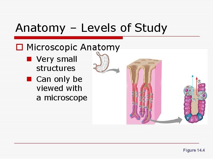 Anatomy – Levels of Study o Microscopic Anatomy n Very small structures n Can